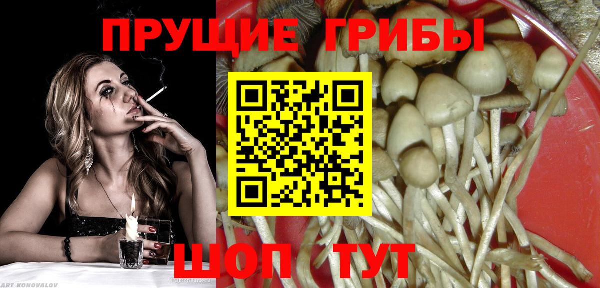 Ачинск  Псилоцибиновые грибы Psilocybine cubensis  Вход с VPN 